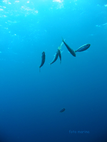 chi mangia le meduse?